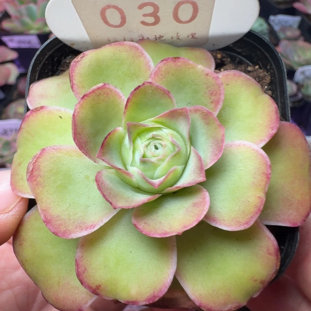 不送盆土-30-6冠幅  6CM