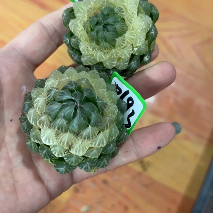 两颗裸根宝莲灯多肉植物