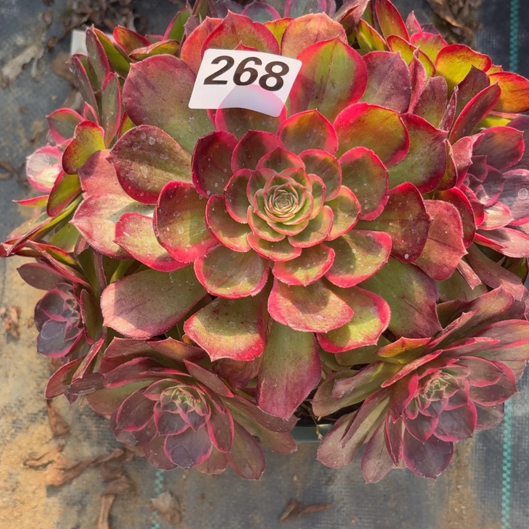 268桃花坞多任务植物福利