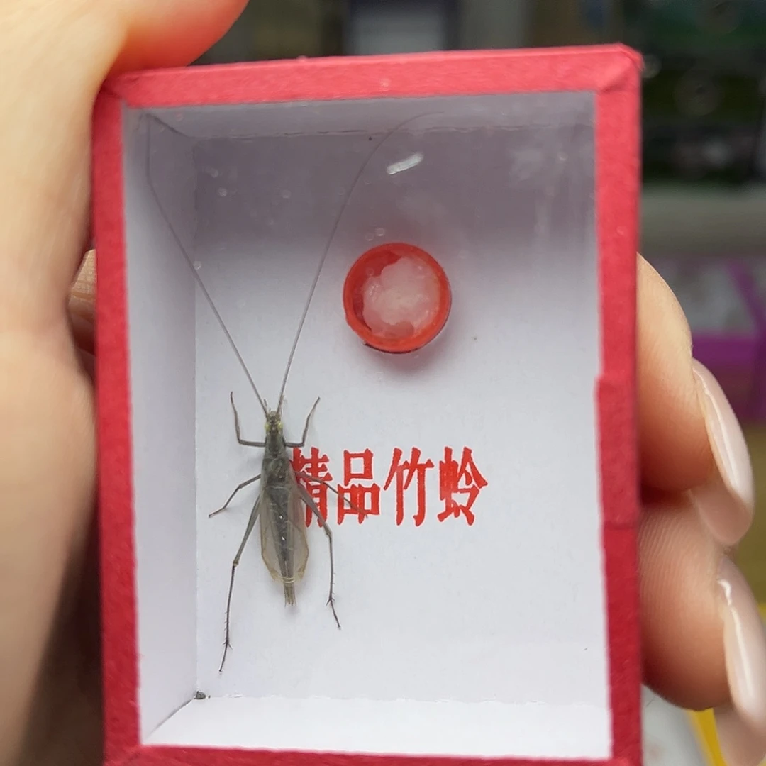 蚂蚁工坊天水。黑竹。