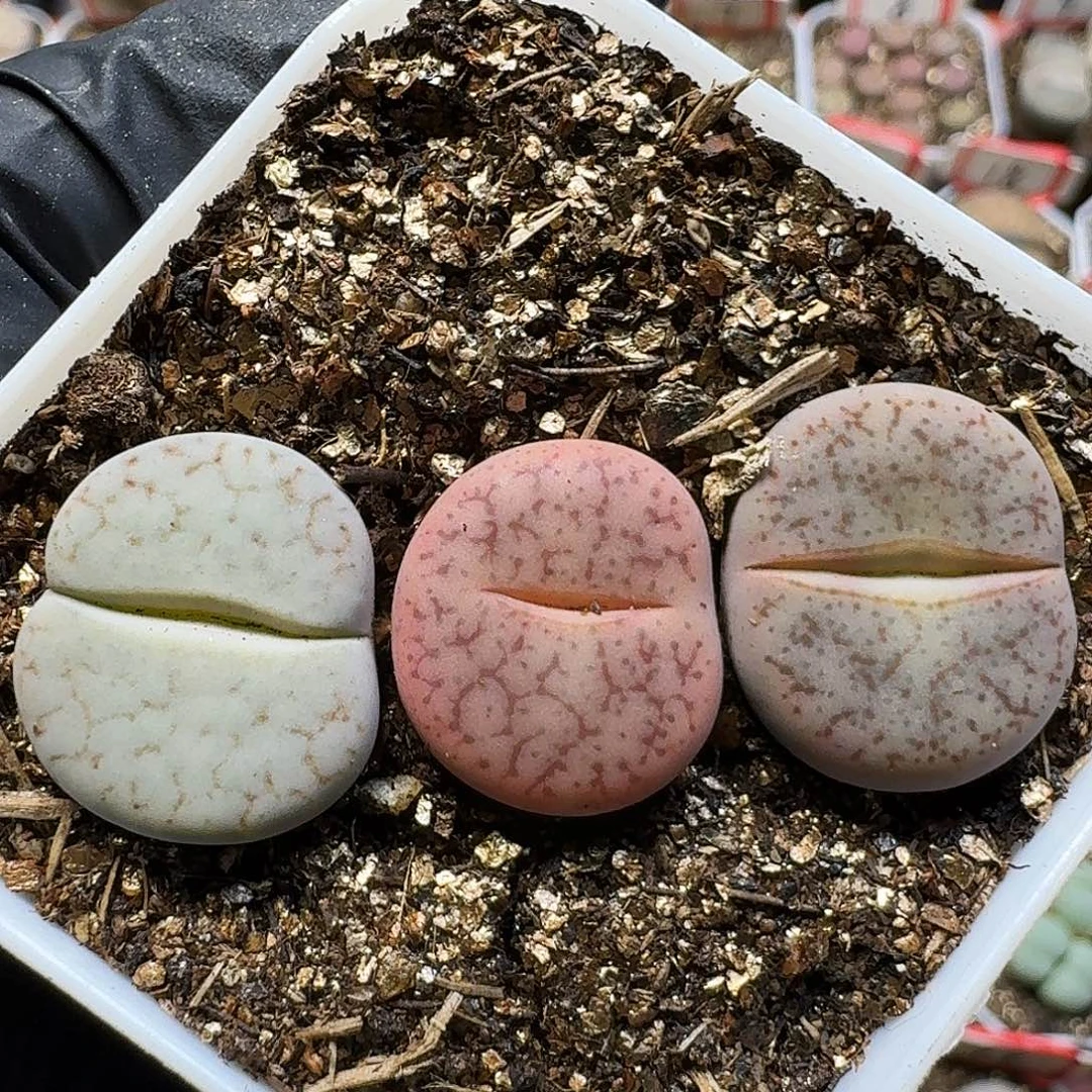 生石花111121。  139