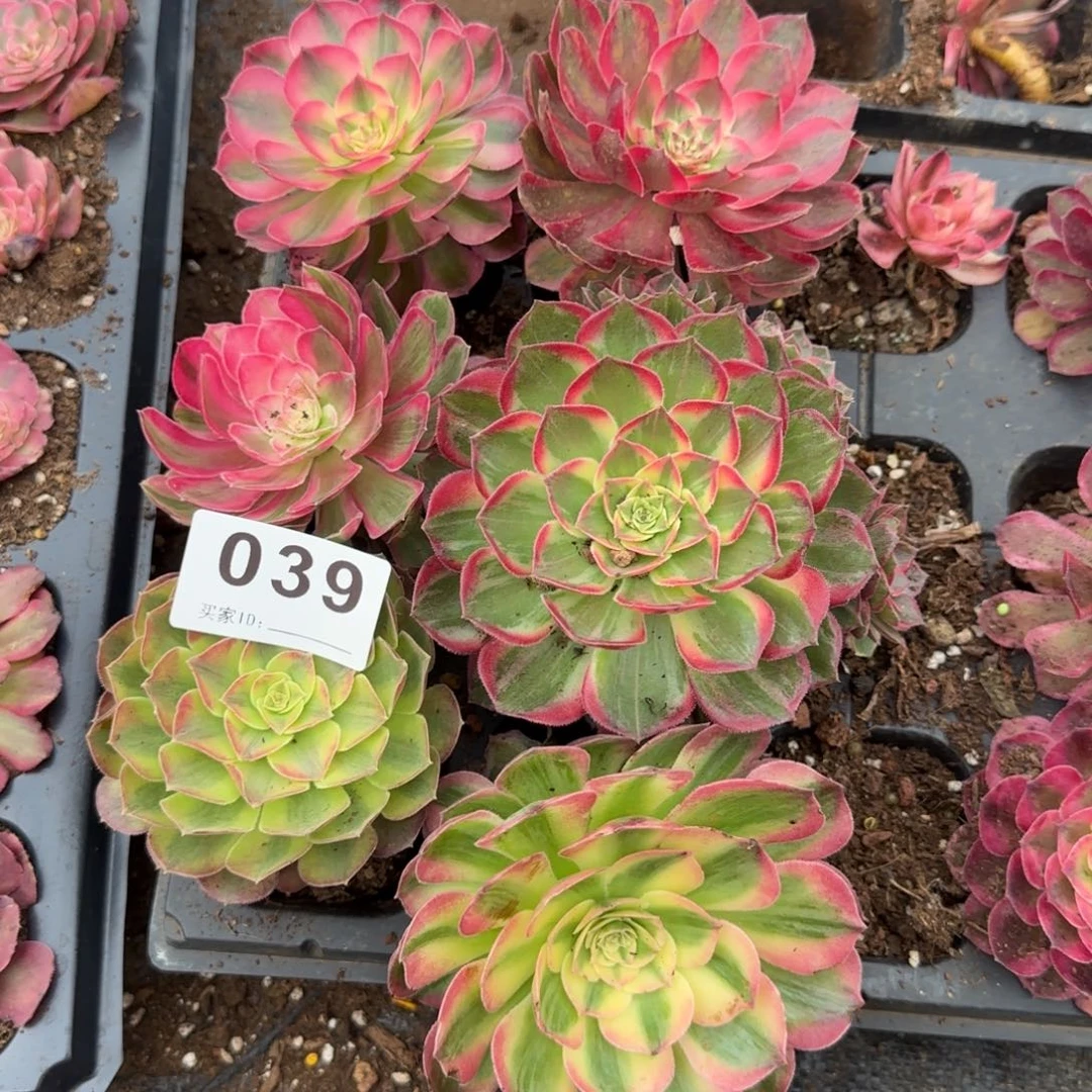 晓***晓精品多肉植物0039
