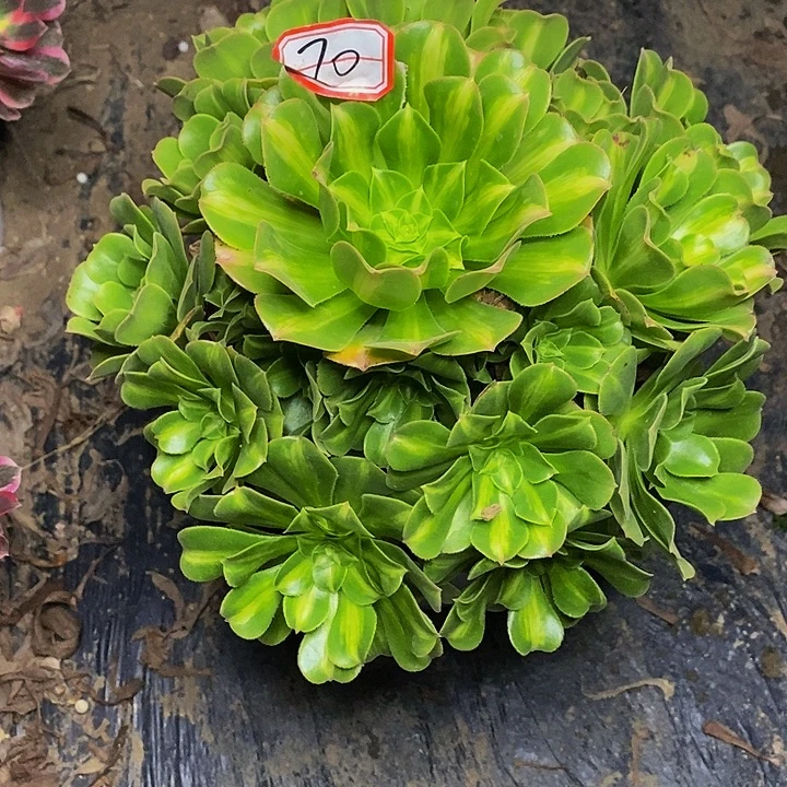 翡翠琉璃中斑70号