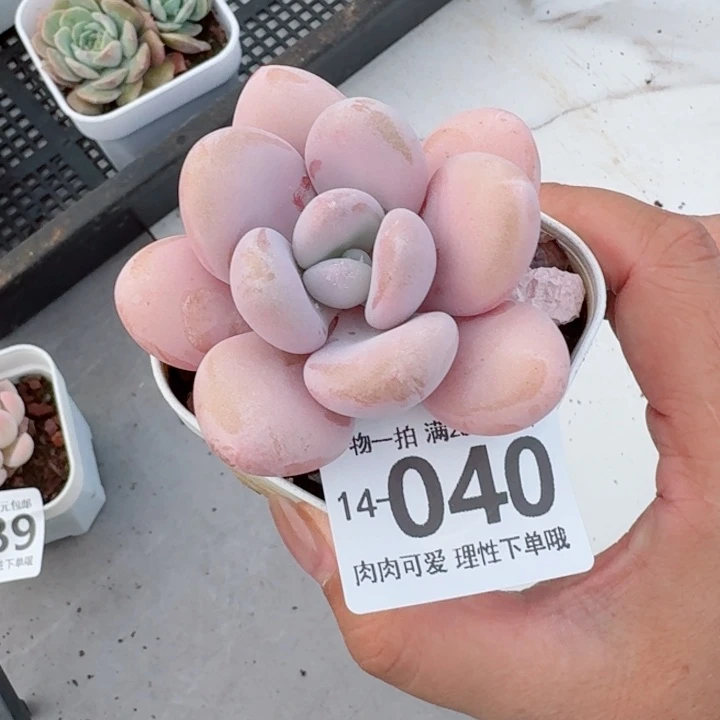 粉兔无盆土发货多肉多