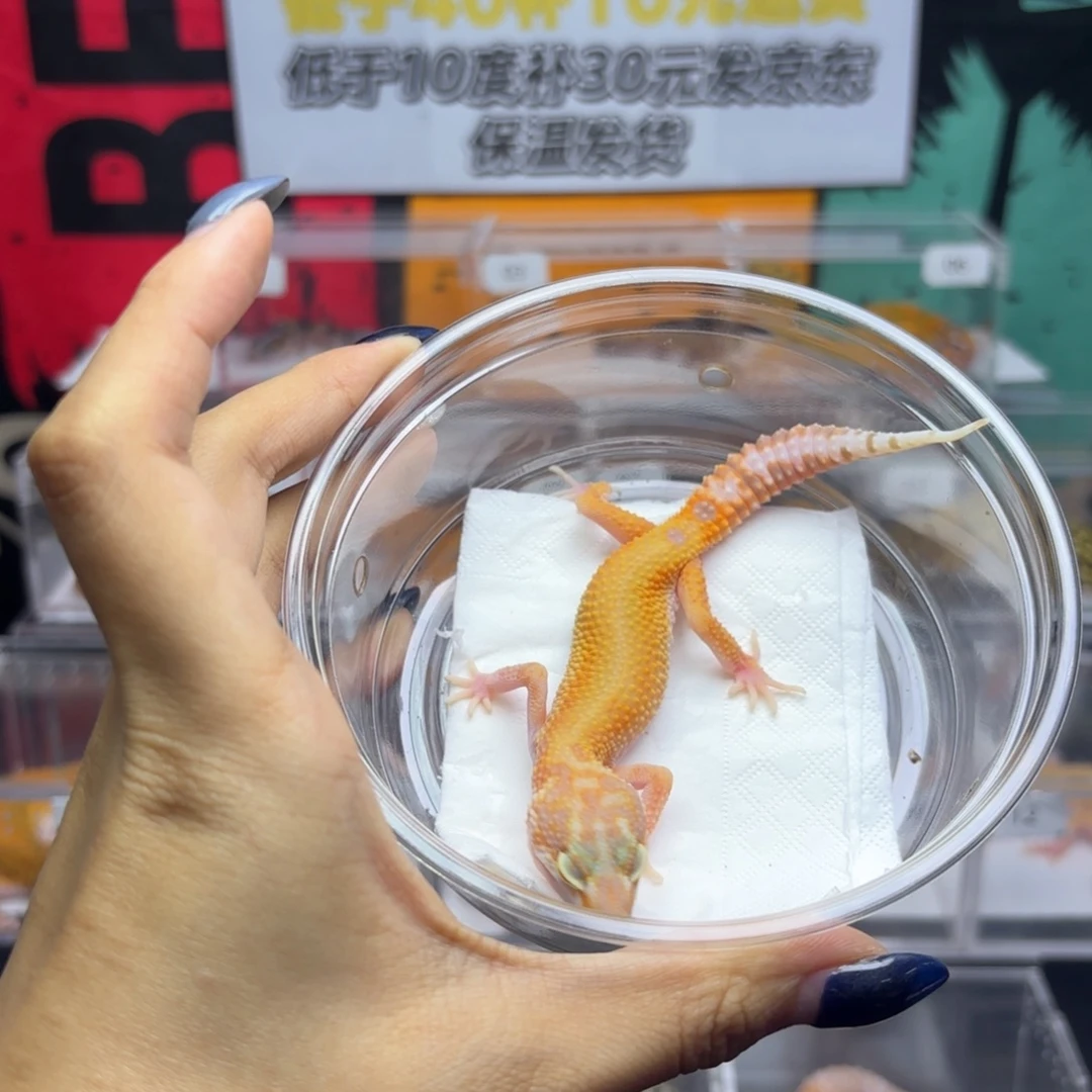 豹纹守宫无纹暴龙 8.19 妹妹R088