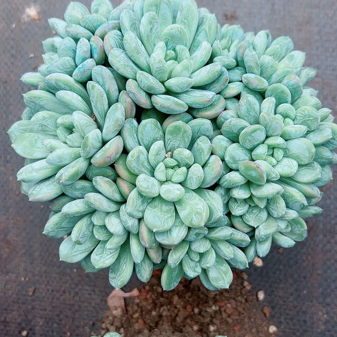 ****肉百达翡翠谷，一物一拍