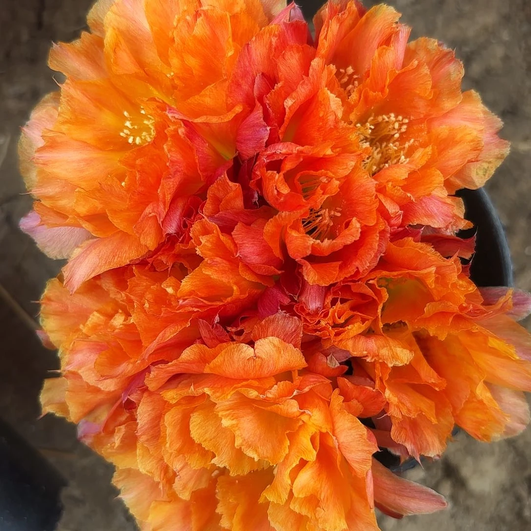 千层酥无根侧牙4左右23