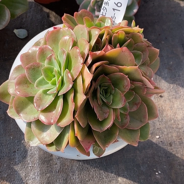 小七夕多肉迷雾森林16