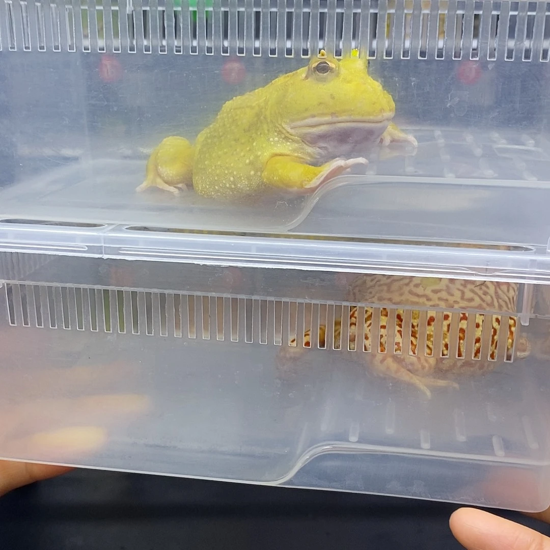 角蛙蛋黄南美火龙俩盒