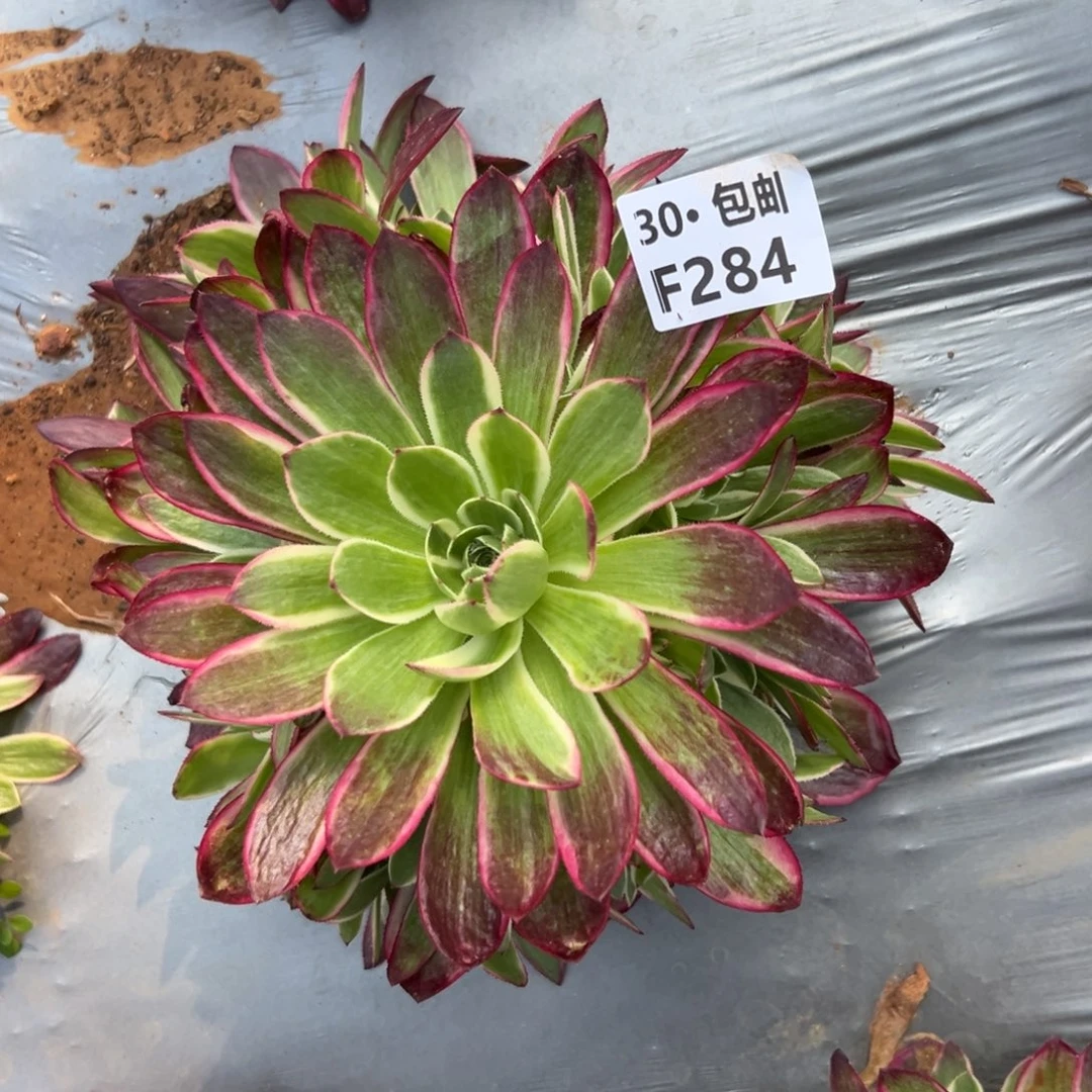 284海王多肉法师