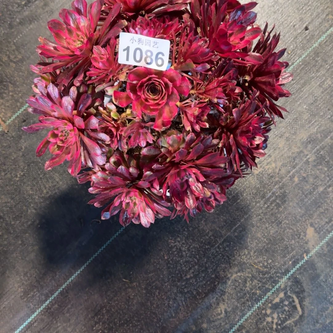 燕*黑铜超白多肉植物1086