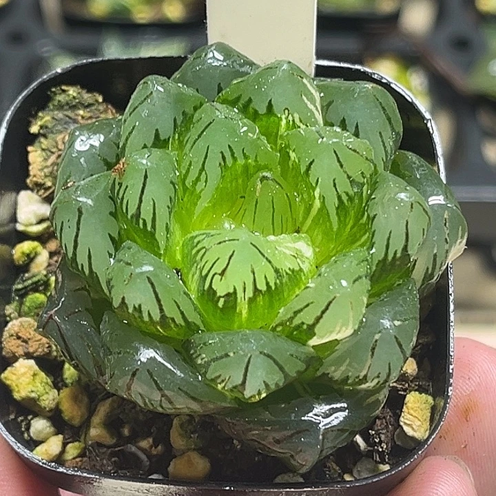 108大窗龙鳞玉露锦