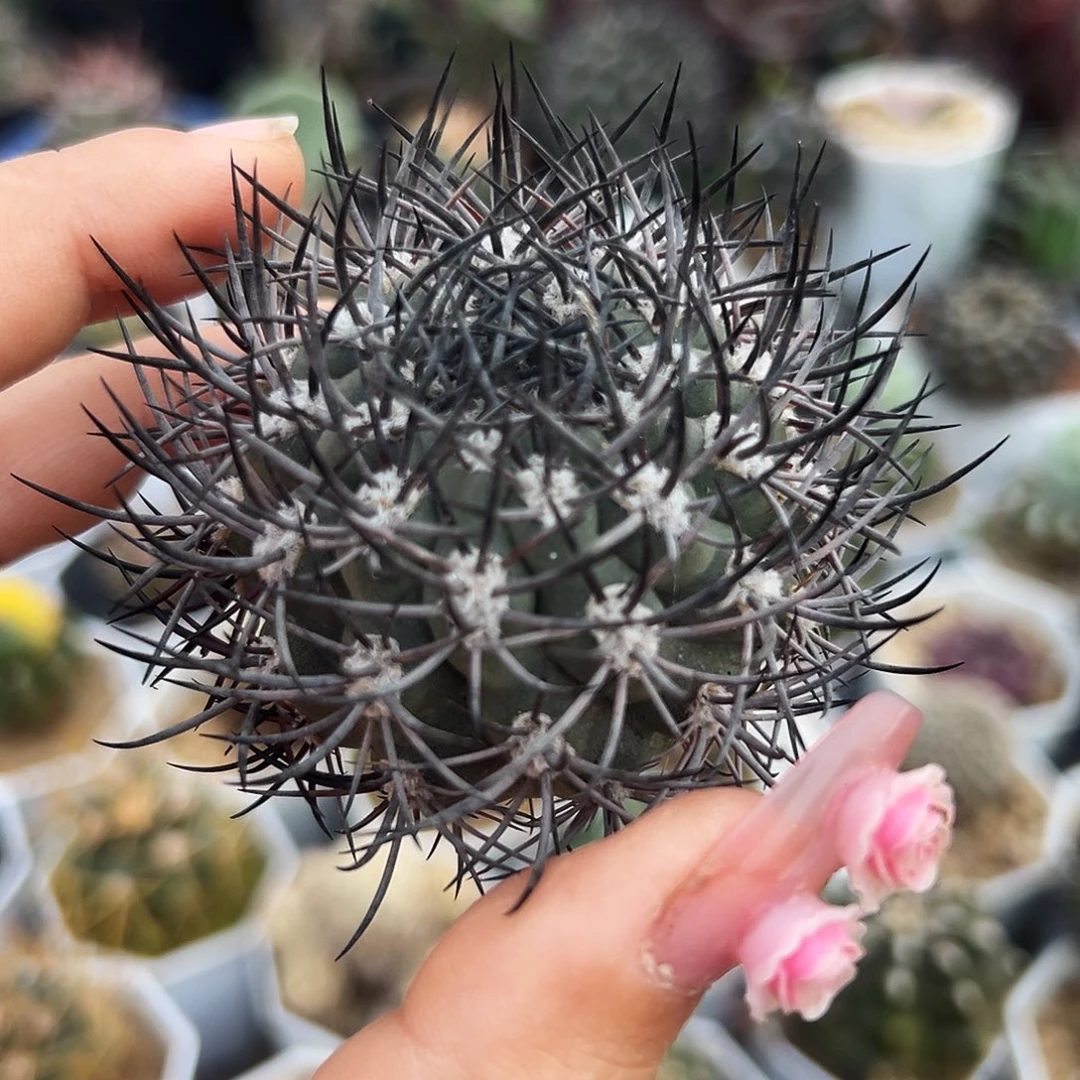 黑刺逆吧有根仙人球666666