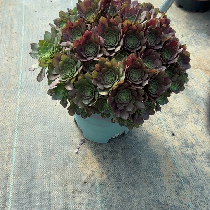 17万圣节多肉多肉多肉