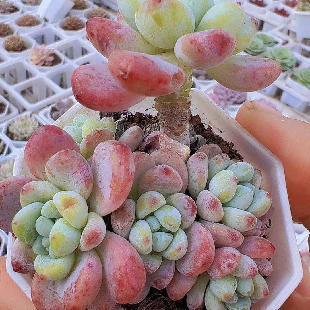 樱花罗琦19包邮多肉