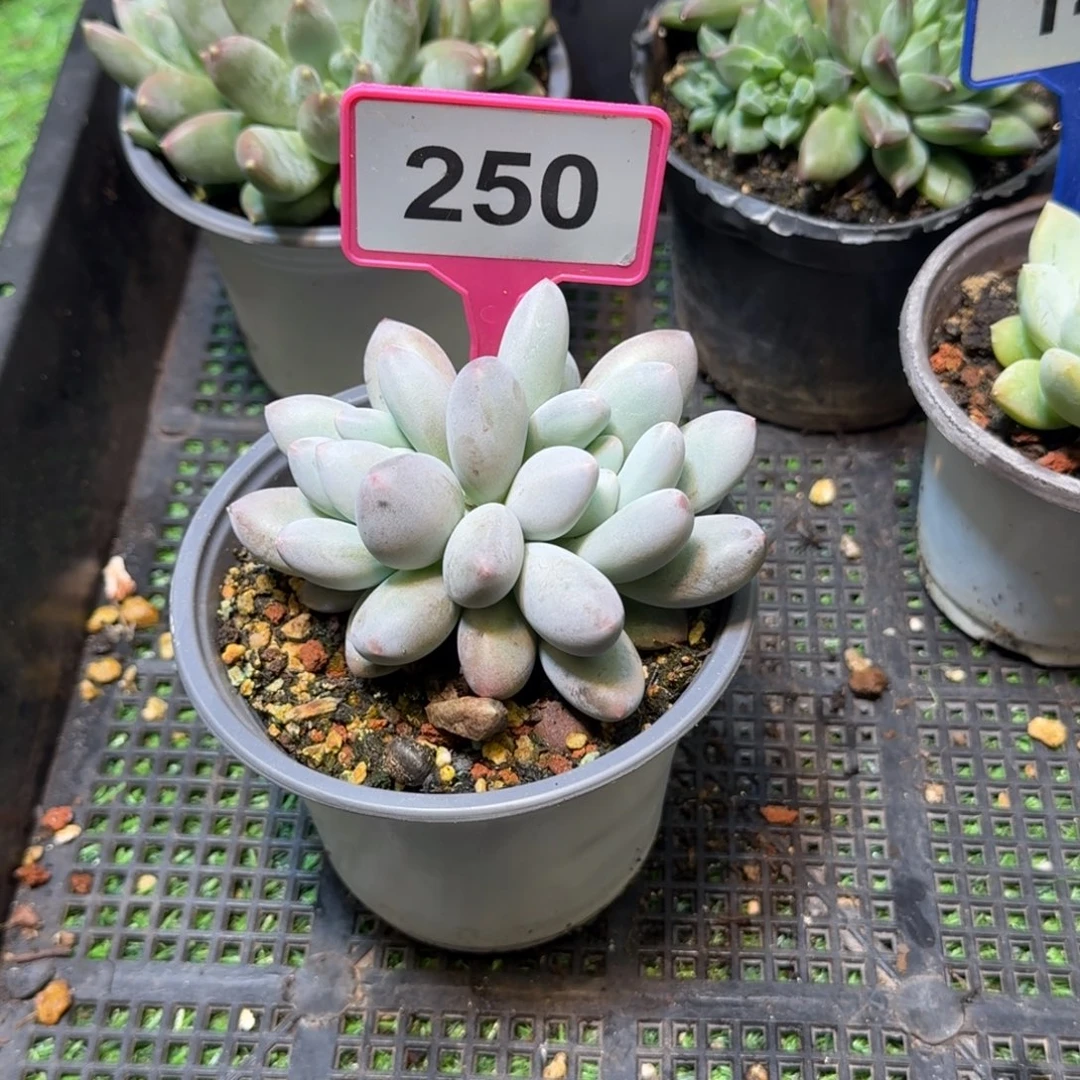 多肉植物胖橙龙群250