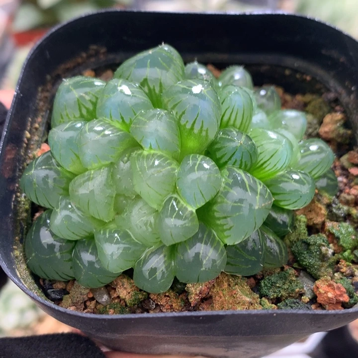 姬玉露，带盆土发货