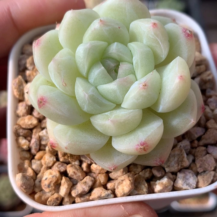 白色包子。   一颗。  珍妮28号