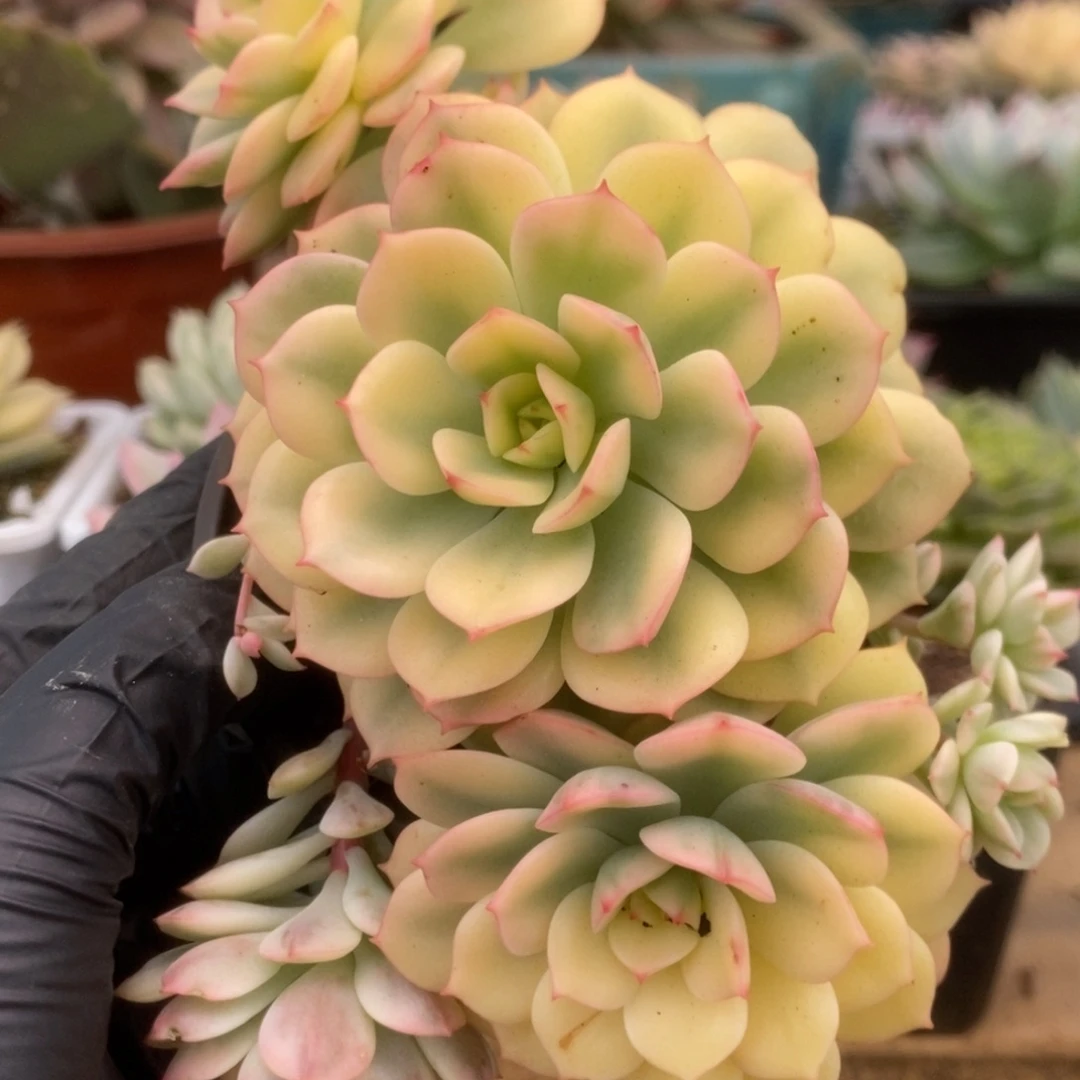 179红化妆锦锦锦锦锦