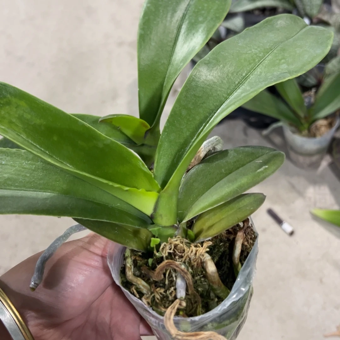 当前无花栽培后可以开花带剑幻影，凑单发货