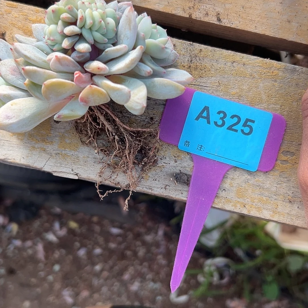 慢***)多肉植物一物一拍