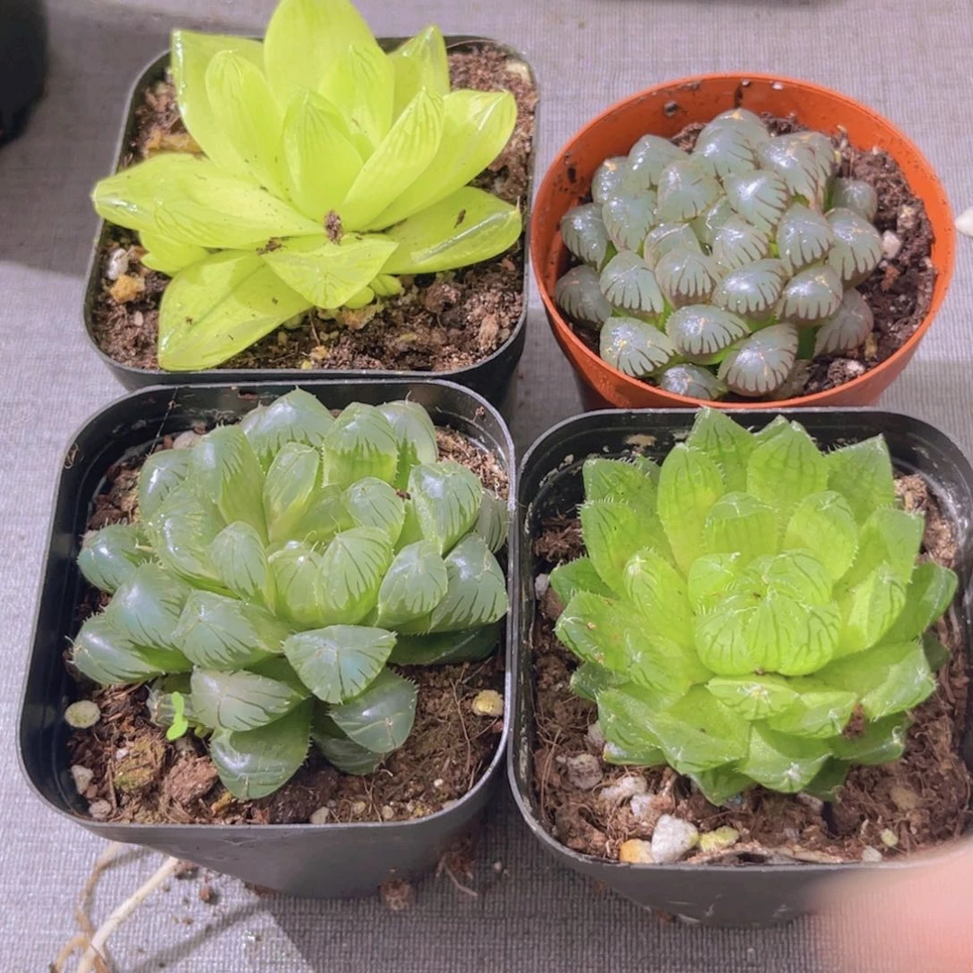 雨露套餐1111111111