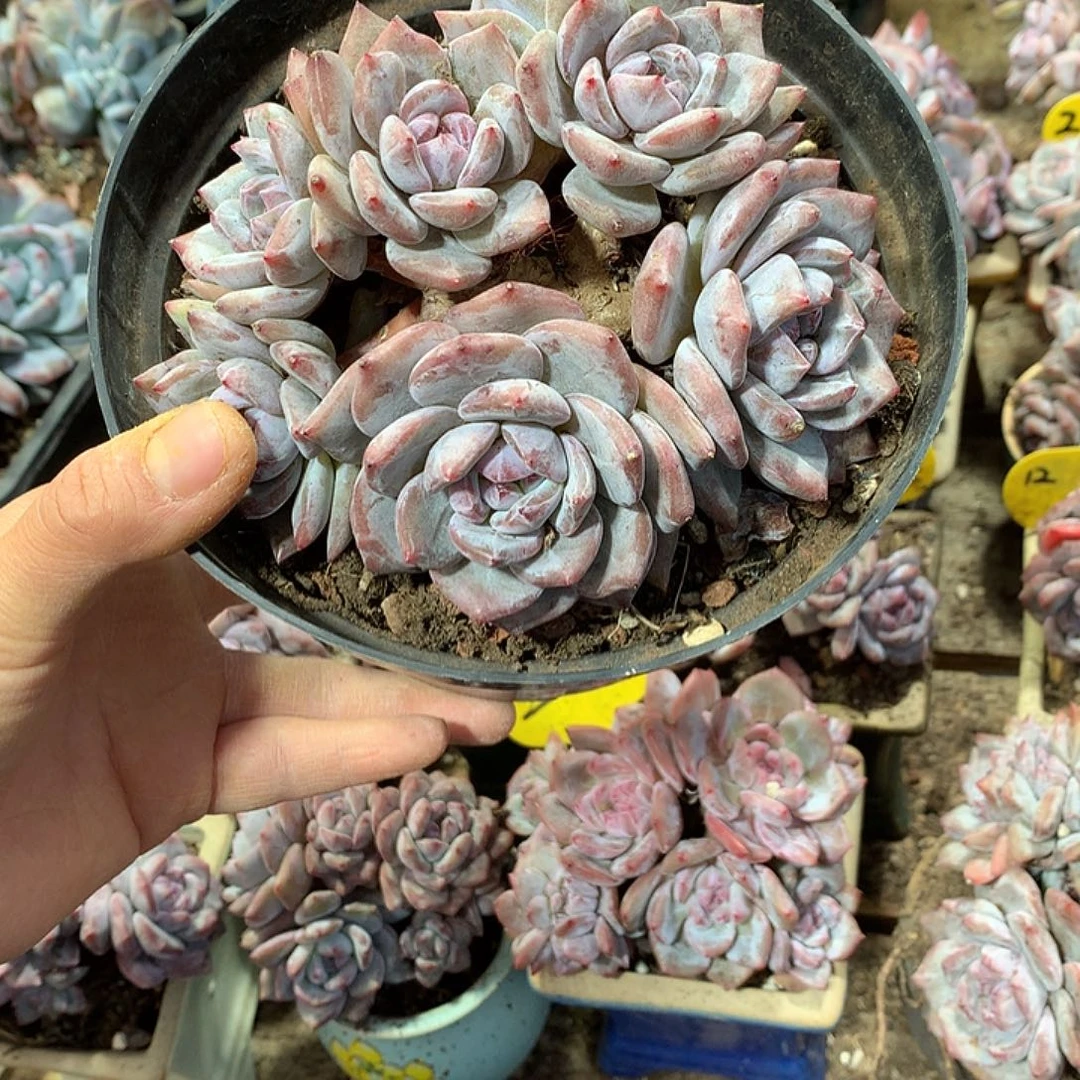 哈哈哈哈哈哈哈哈哈11