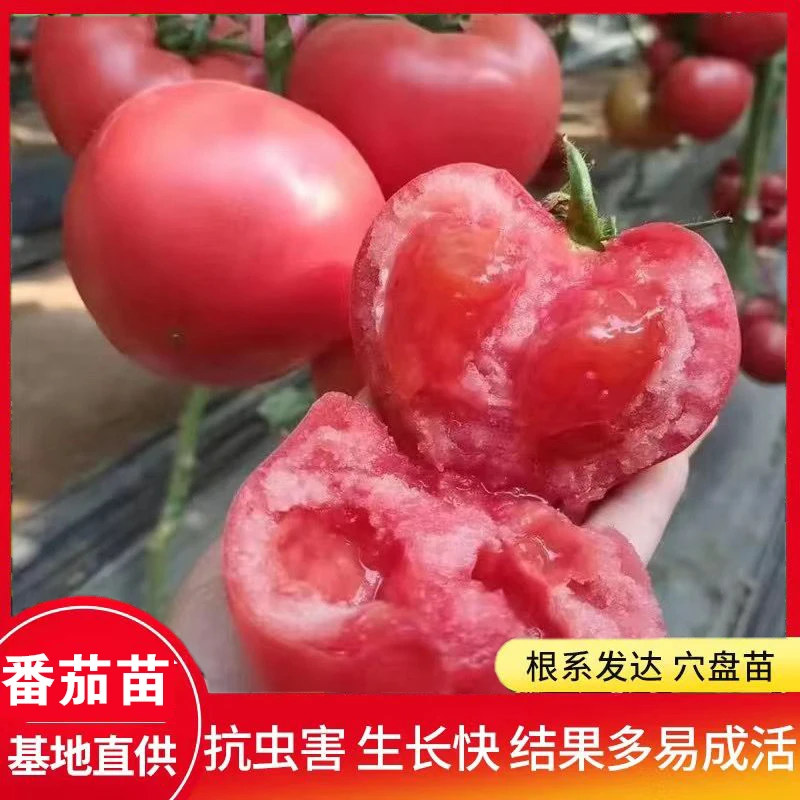 番茄苗大红大粉草莓红圣女果千禧黄圣女黑珍珠矮生番茄西红柿秧苗
