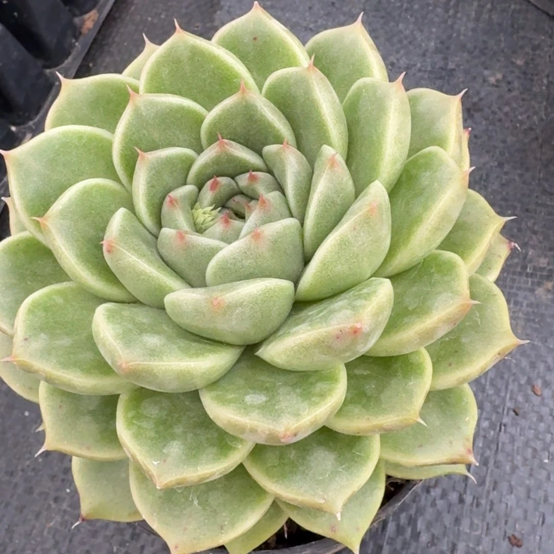 多肉杂交一物一拍27-69