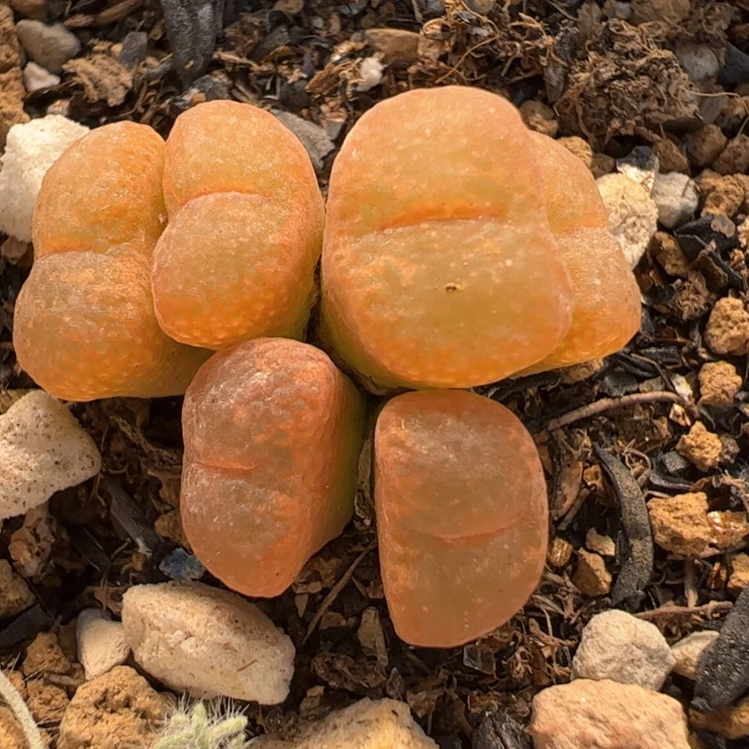 肯尼迪多肉植物百科