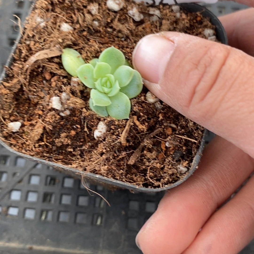 软***熊标签321凌凌香一个多肉