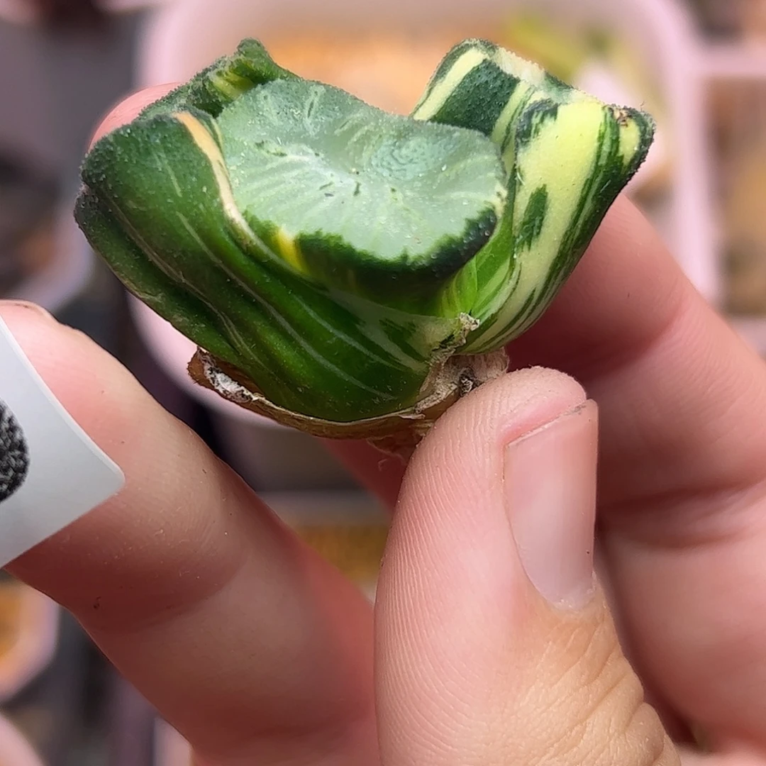 巨大化花玲锦十二卷878