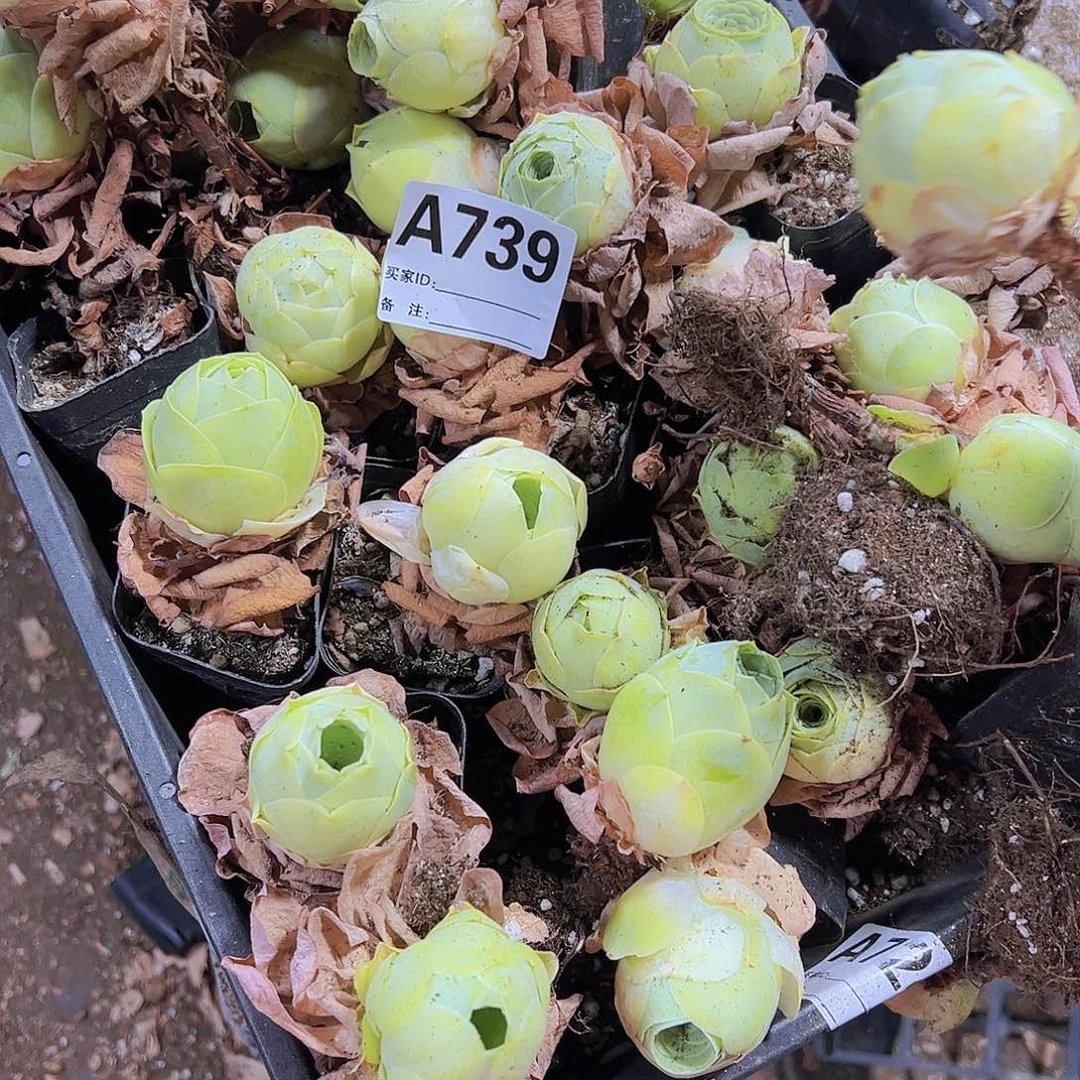 739圆球4个19包邮