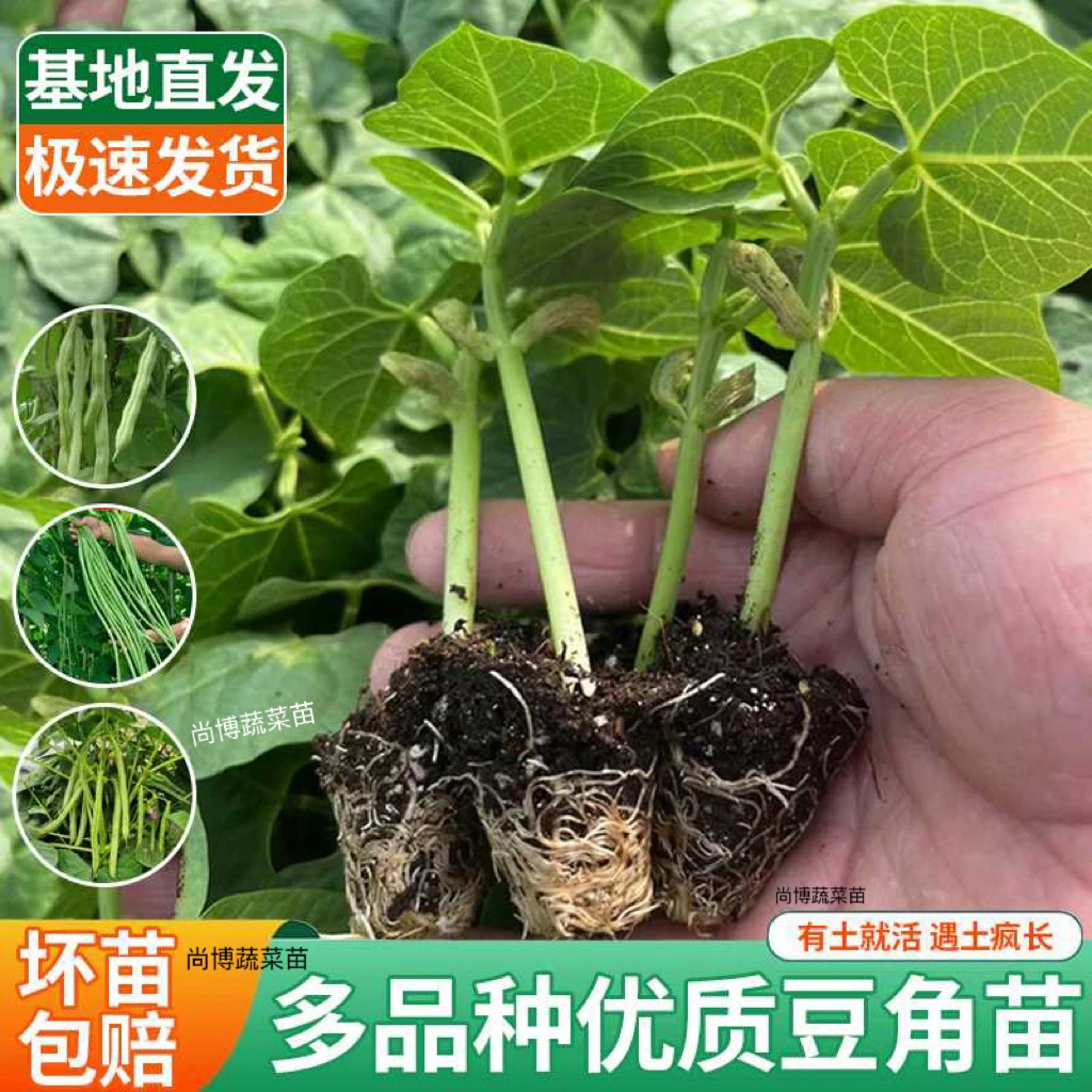 高产四季豆秧苗长豆角秧苗阳台盆栽菜园种植带土包装新鲜豆角秧苗