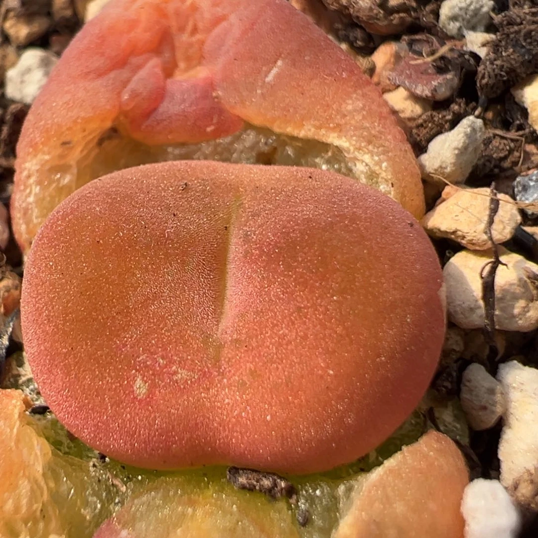 109多肉植物百科知识