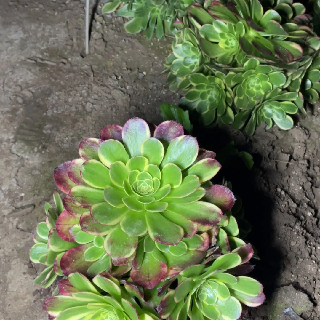 奶白多肉法师断枝不包