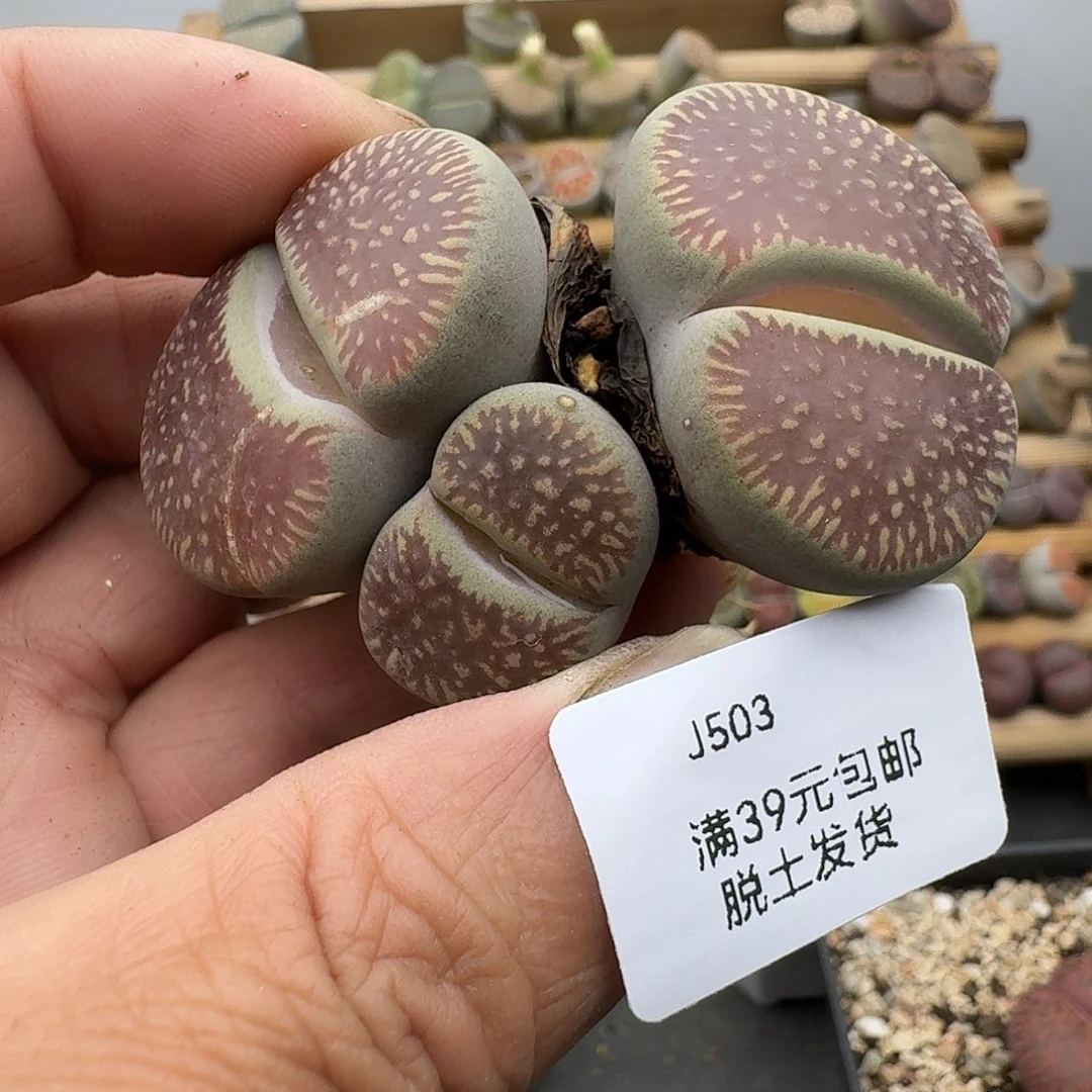 503多肉哈哈哈哈哈哈哈