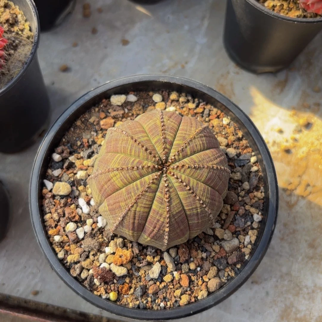 刘刘刘刘刘666666