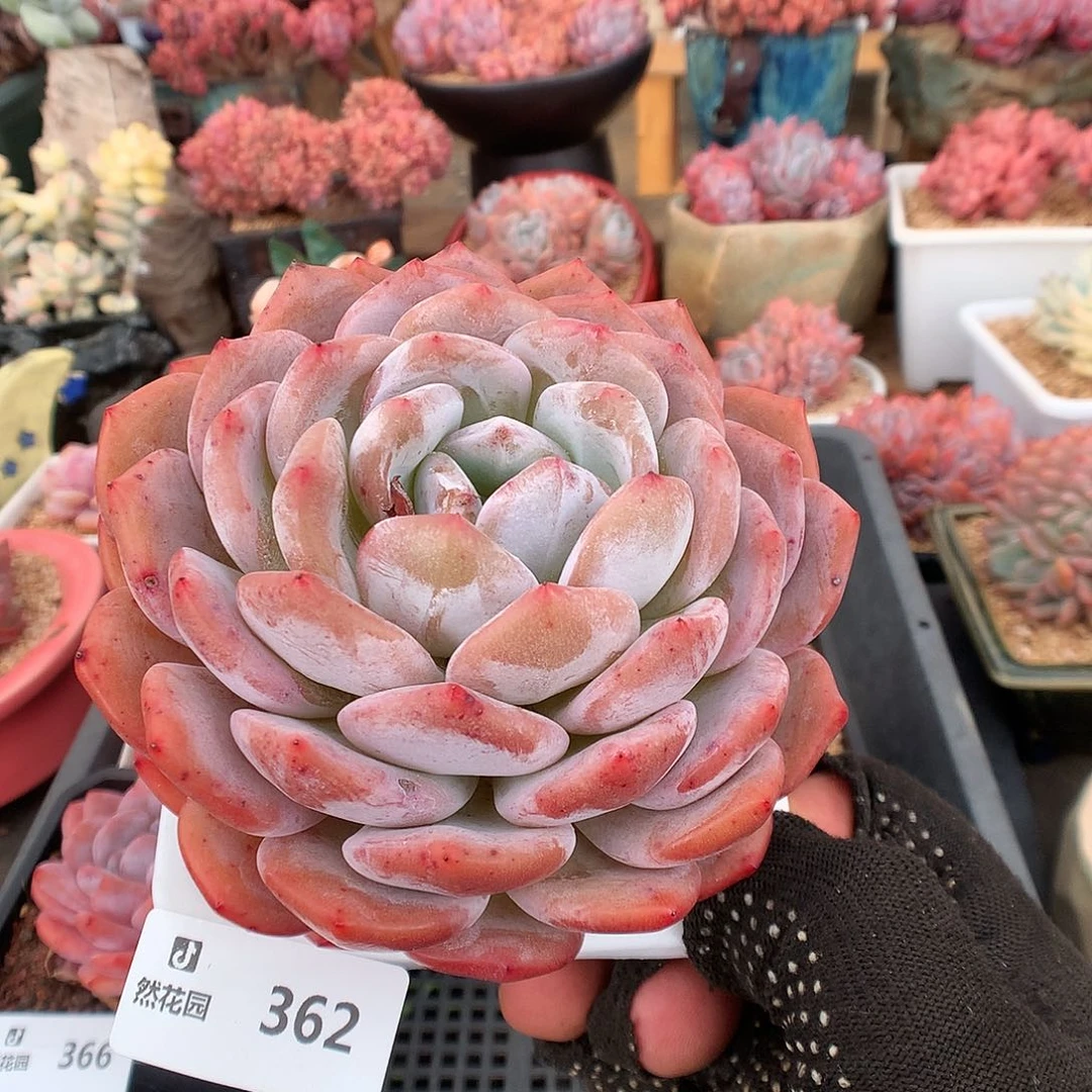 362蒙克多肉植物666