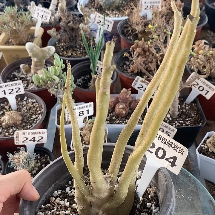 204美尻厚敦菊5.8公分