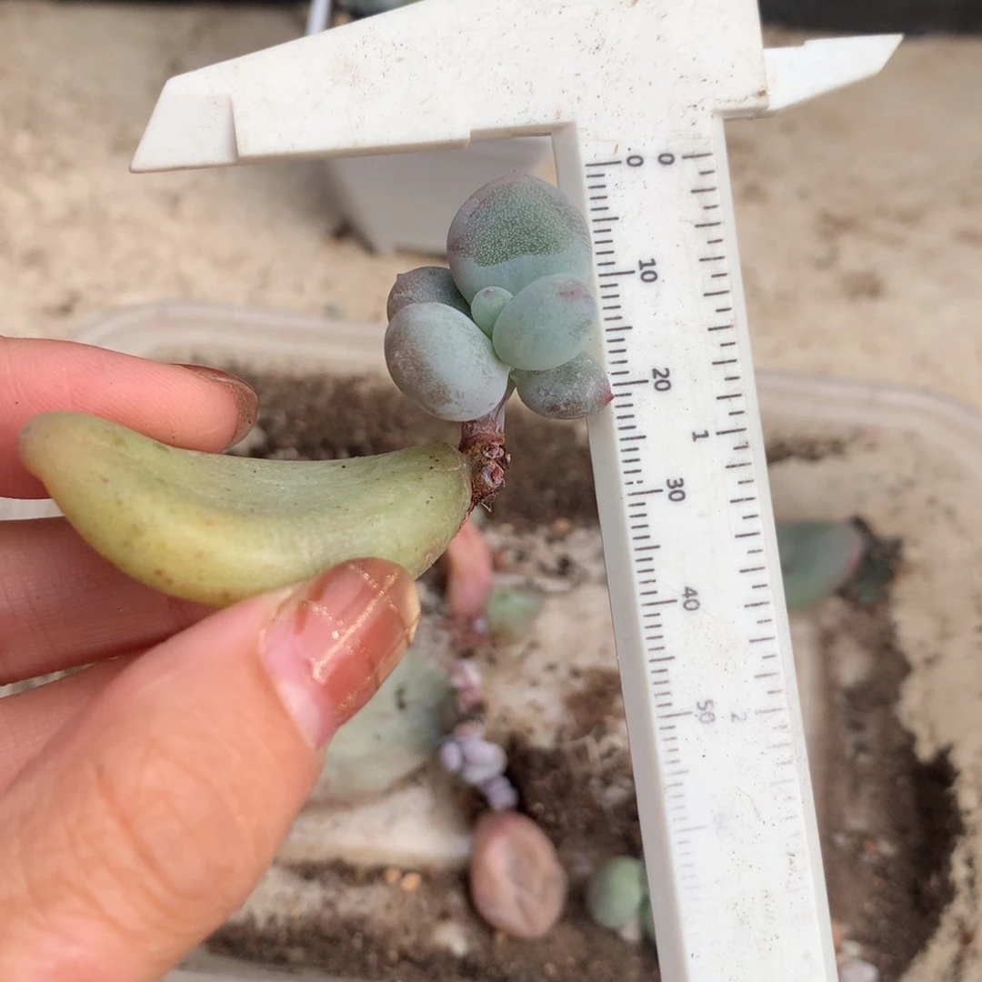 油煎黄油 精品韩国奶酪多肉