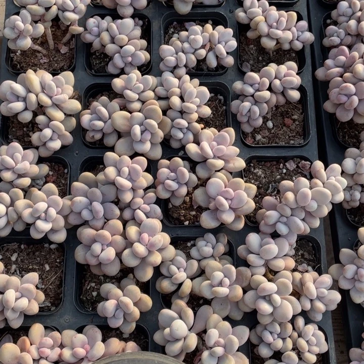 桃蛋3头一颗冠幅5-6厘米20包邮新疆西藏不发