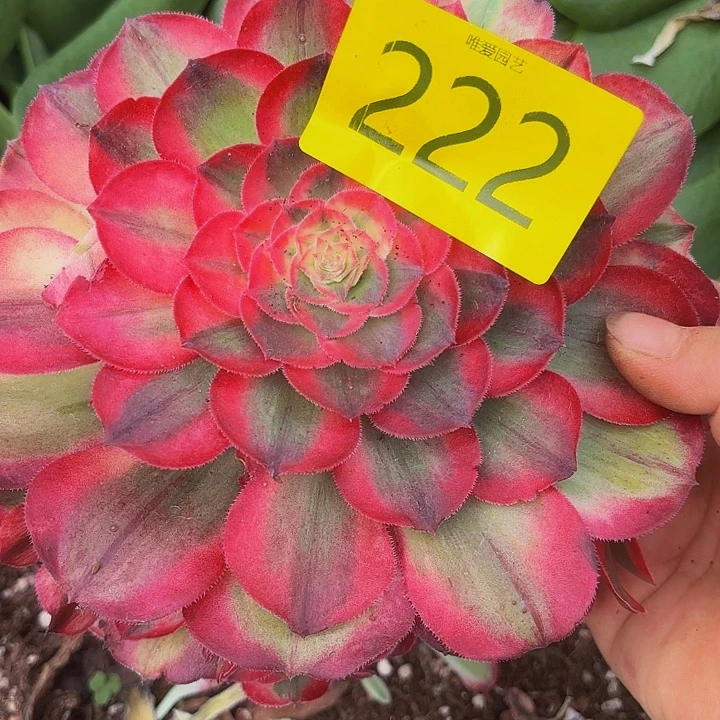 多肉植物福利222个