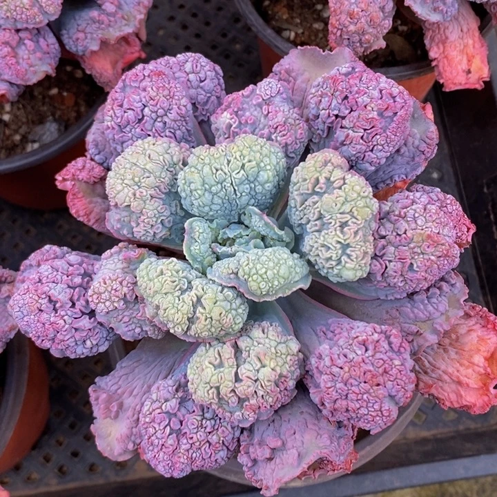 狂野男爵杂交系列之一