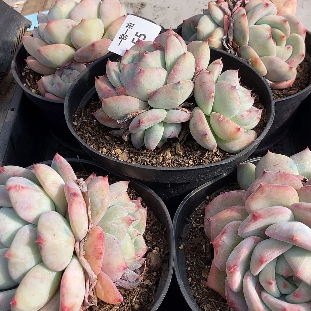 55 号一物一拍不退不换