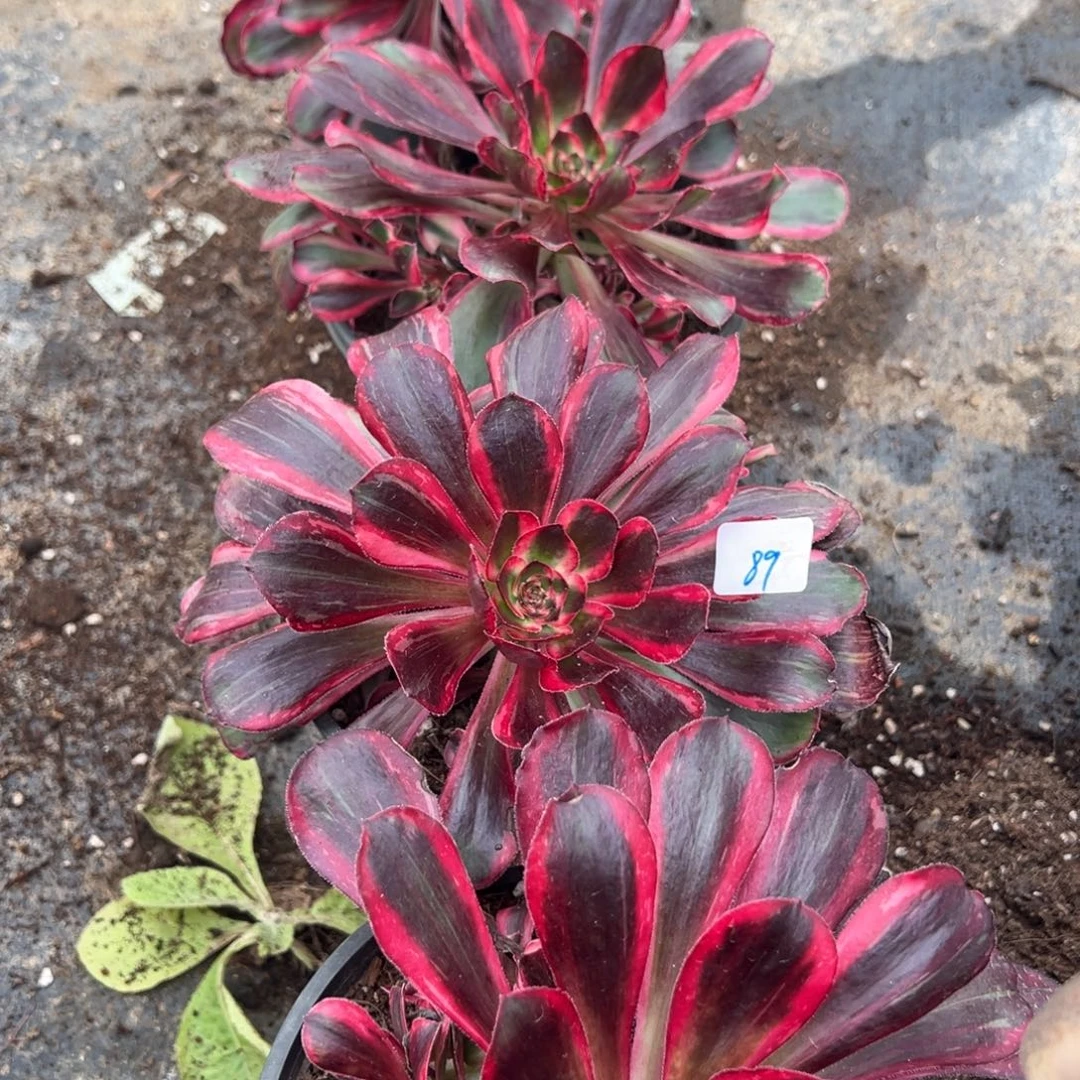 89血钻一颗有卸崽痕迹一颗15