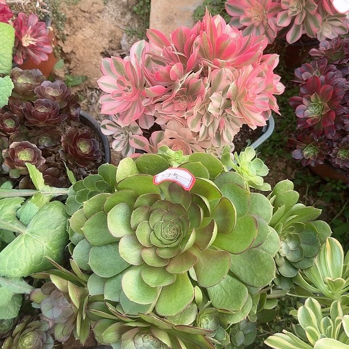 多肉植物女巫万圣节27号无售后
