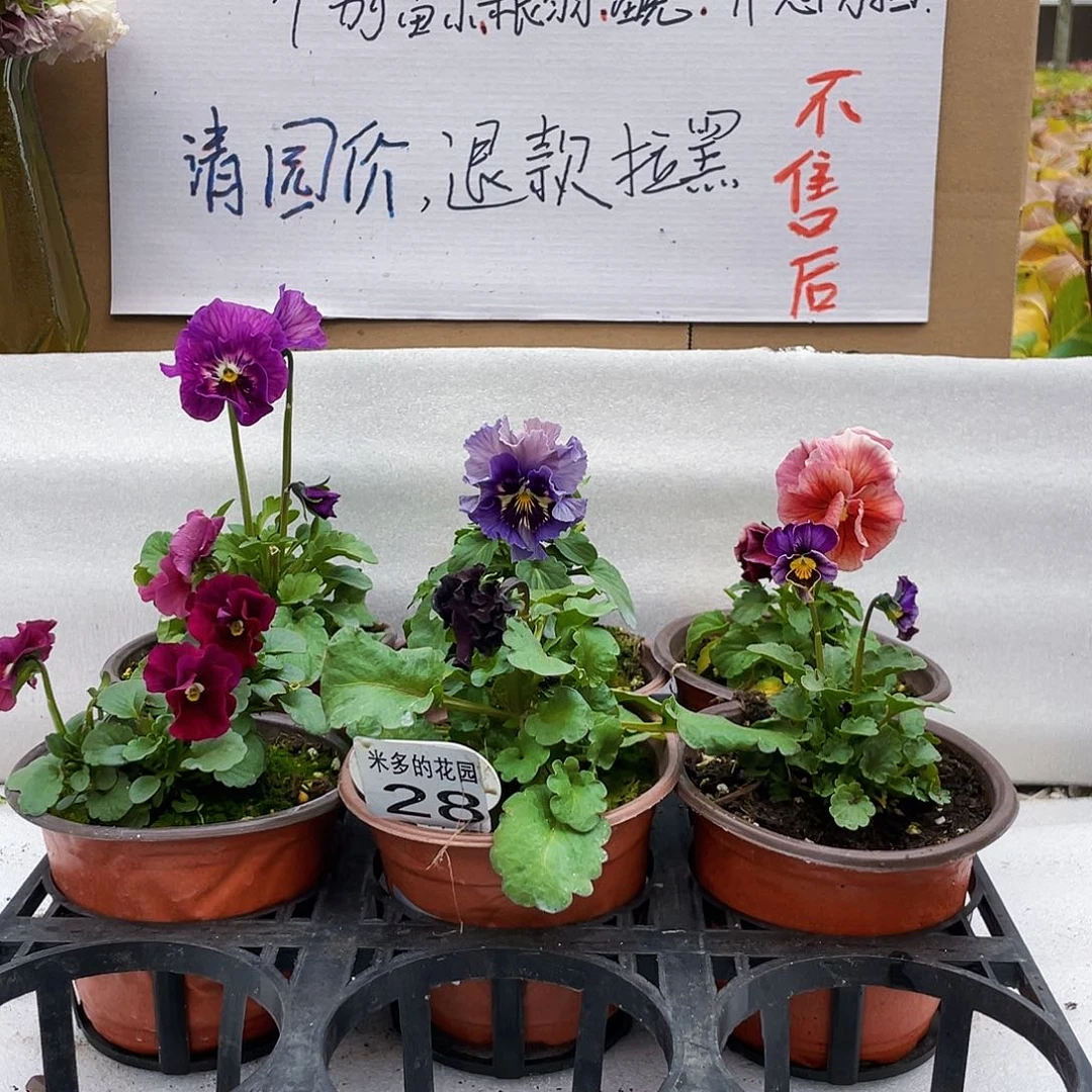 大部分花苞少量开放28
