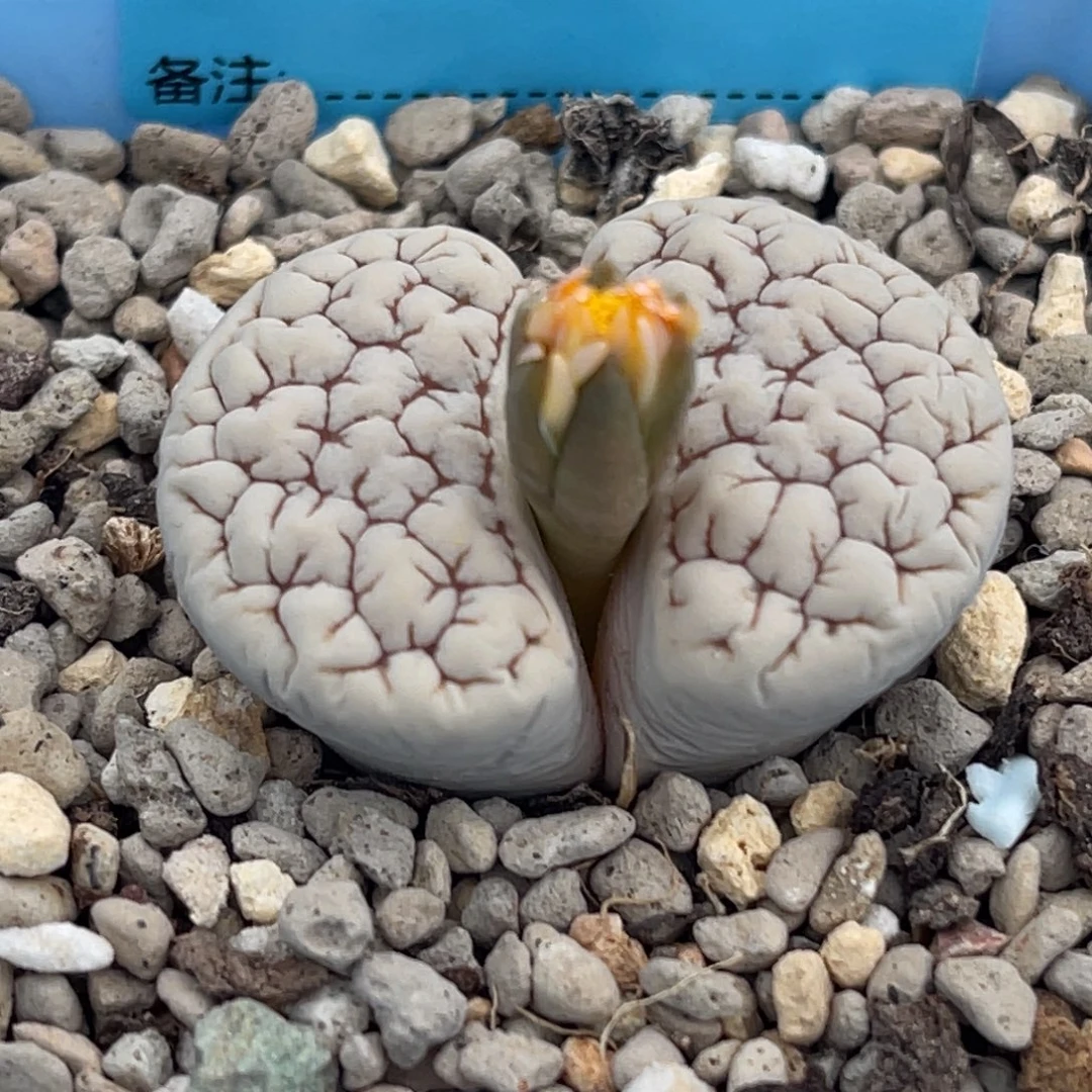 8184凹凸脑纹189一颗