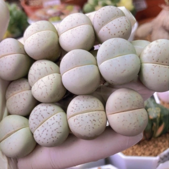 2323，1.9-2厘米13棵特价